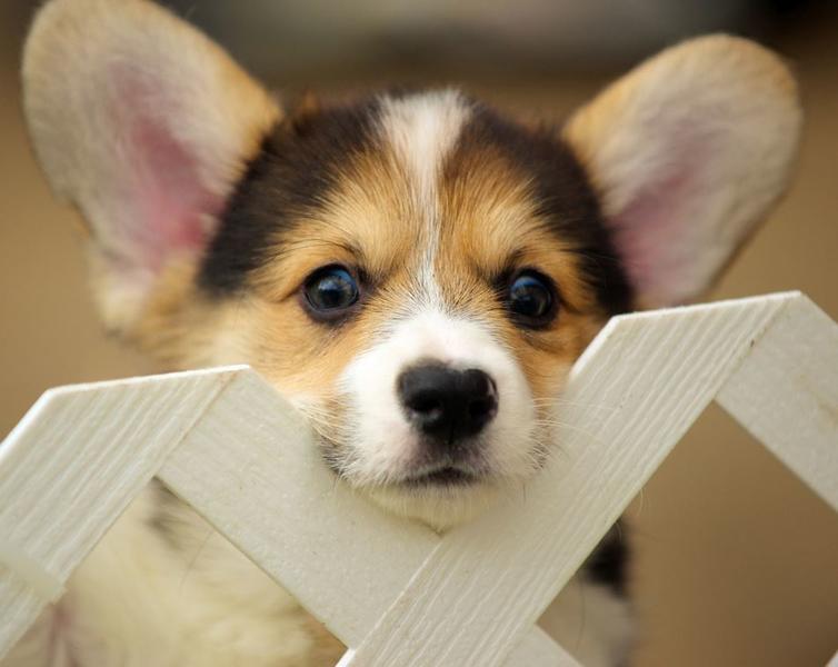 Cute puppy picture of.JPG
