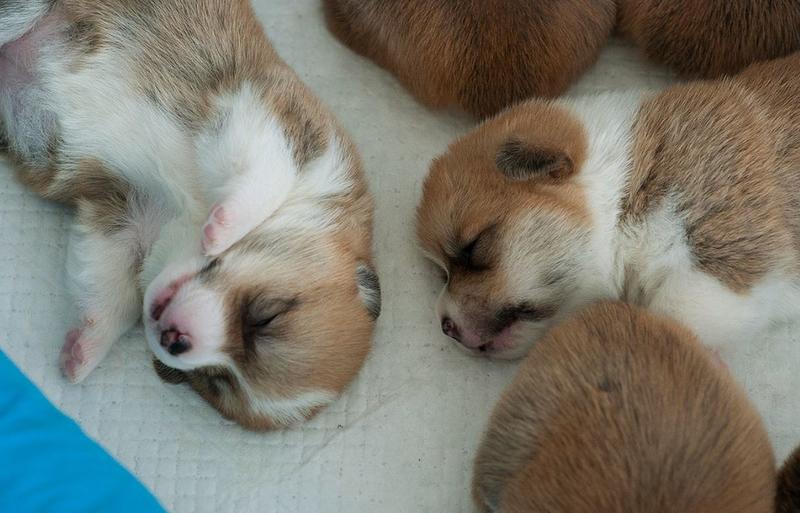 Newborn puppies sleeping in group.JPG
