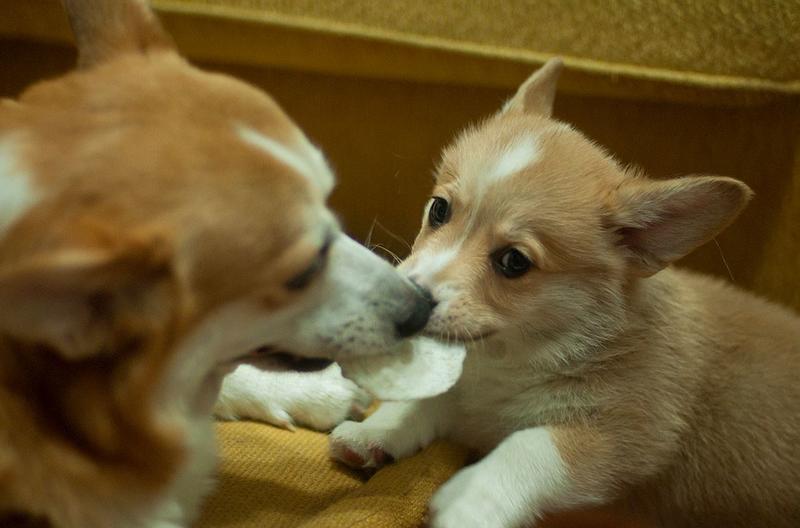 Two dogs picture of Welsh corgi.JPG
