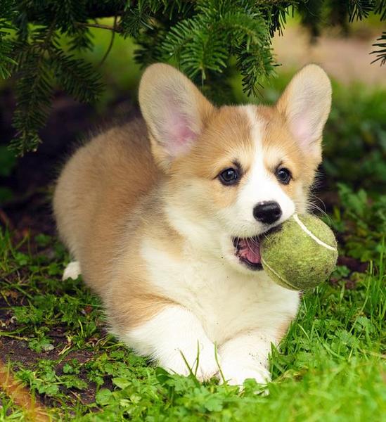 Welsh corgi pup images with its tennis ball.JPG
