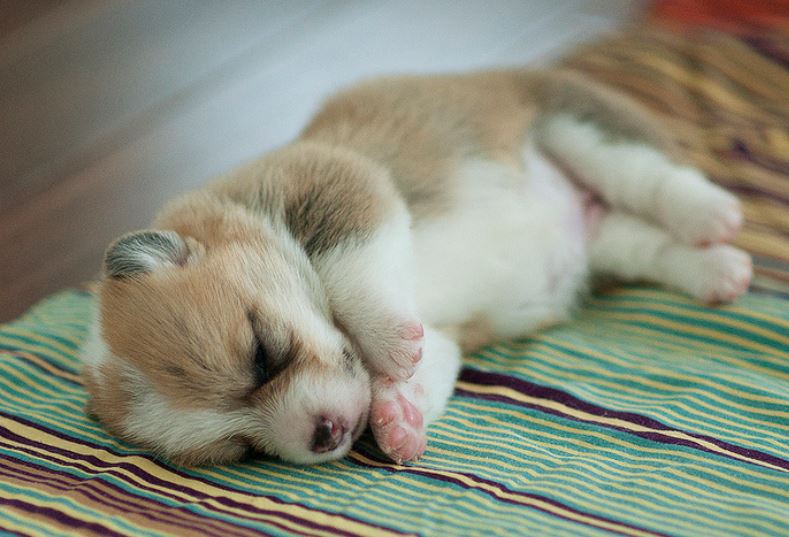 YOung corgi puppy picture sleeping.JPG
