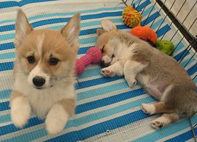 Young puppies picture of welsh corgi dogs.JPG
