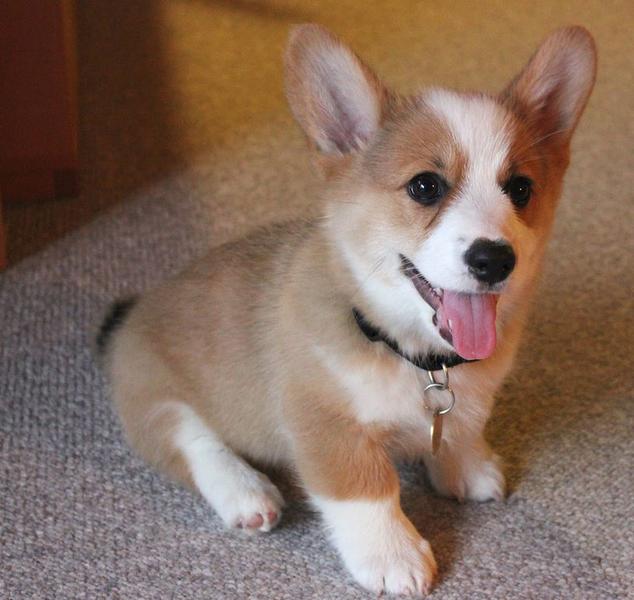 Adorable puppy picture of Welsh Corgi dog in tan and white.JPG
