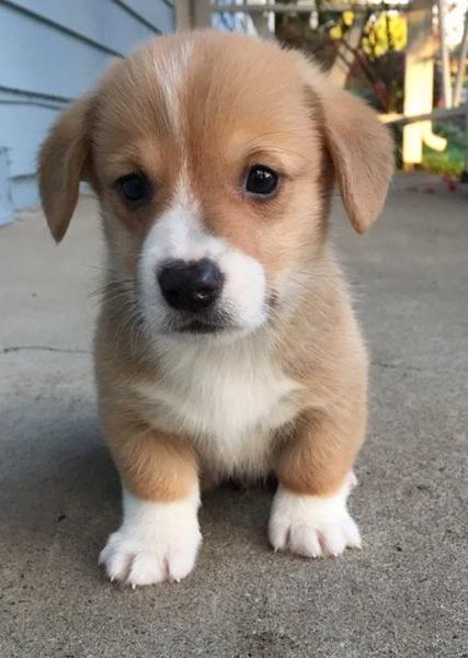 Close up puppy picture of corgi dog in tan white.JPG
