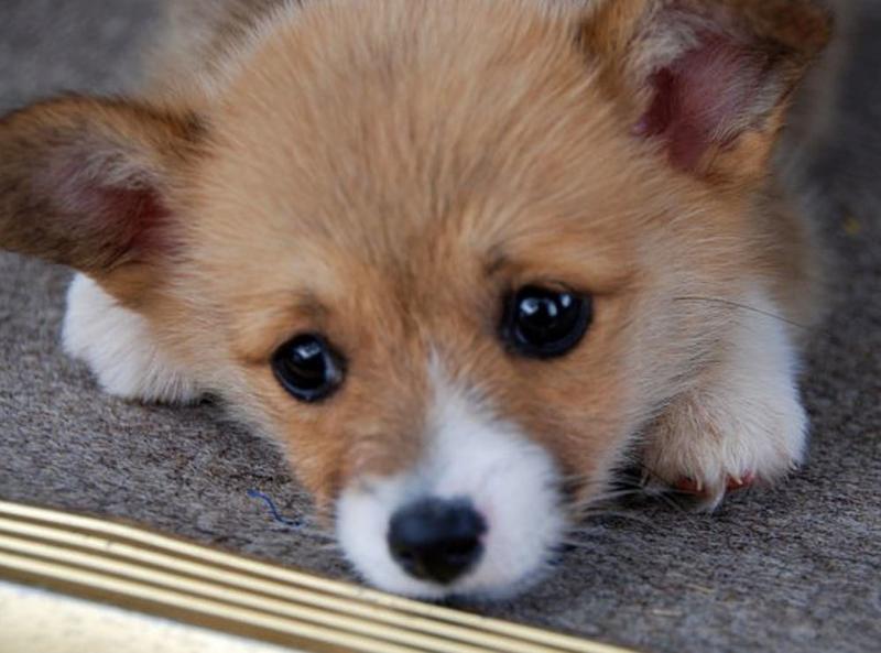 Cute puppy face photo of Corgi dog.JPG
