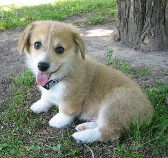 Short legs dog picture of welsh corgi puppy in light tan cream.JPG
