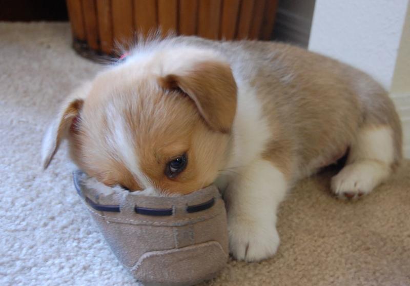 Funny young puppy picture of corgi sniffing slipper.JPG
