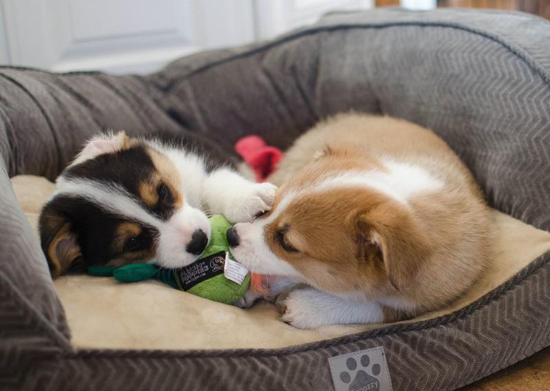 Two welsh corgi puppies playing in dog bed.JPG
