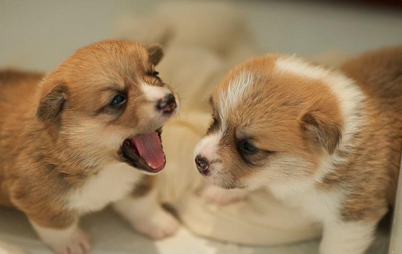 Two young corgi puppies.JPG
