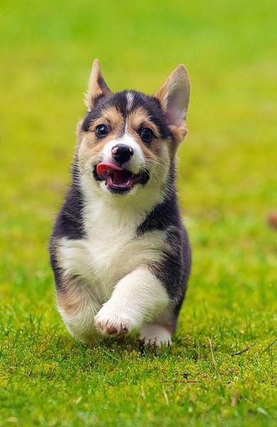Cute puppy picture of Corgi running on the grass.JPG
