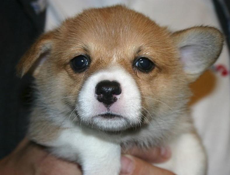 Cute welsh corgi puppy face picture.JPG
