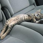 Funny cat chilling in the car in the back seats.JPG
