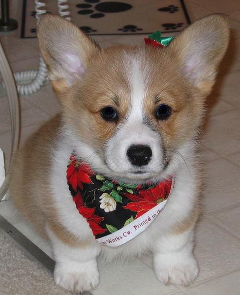 Short legged puppy picture of welsh corgi dog in tan and white.JPG
