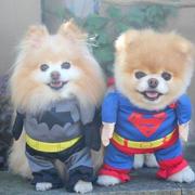 Cute dog halloween costumes of superman dogs costumes.JPG
