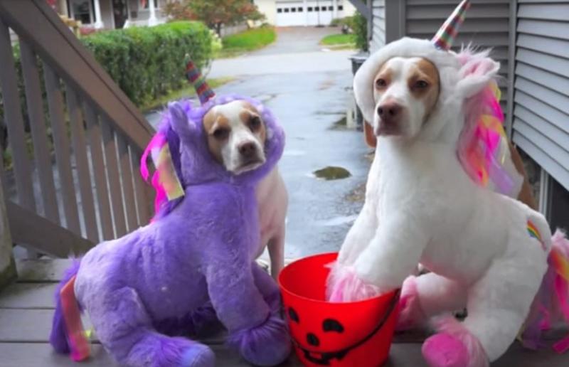 Buy dog costumes online for these perfect pet outfits for dogs.JPG
