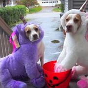 Buy dog costumes online for these perfect pet outfits for dogs.JPG
