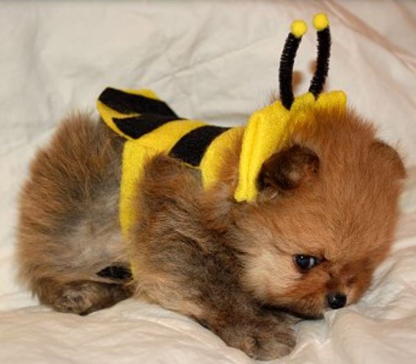 Cute halloween puppy costumes pictures.JPG
