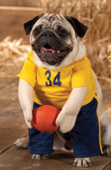 Dog Basketball Player Costume pictures.JPG
