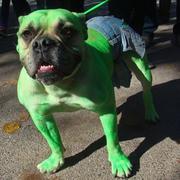 Dog hulk costumes picture.JPG
