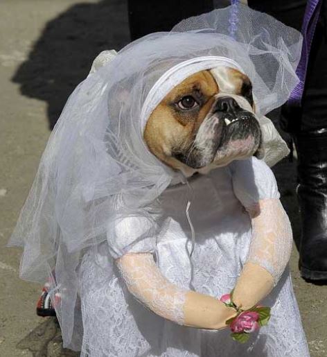 Fun dog costumes picture of dog bride costume perfectl for halloween.JPG
