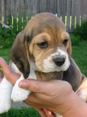 beagle young pup in lite brown and white.jpg
