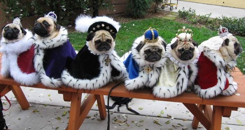 Puppies dog halloween costume as kings.JPG
