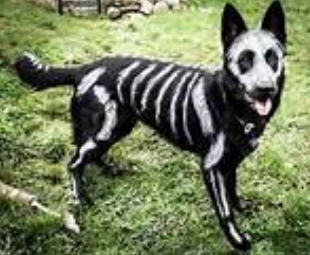 Cool pet dog halloween costume 2015.JPG
