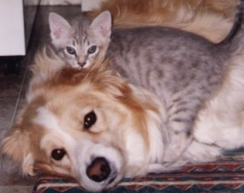 Fun dog and cat picture.PNG
