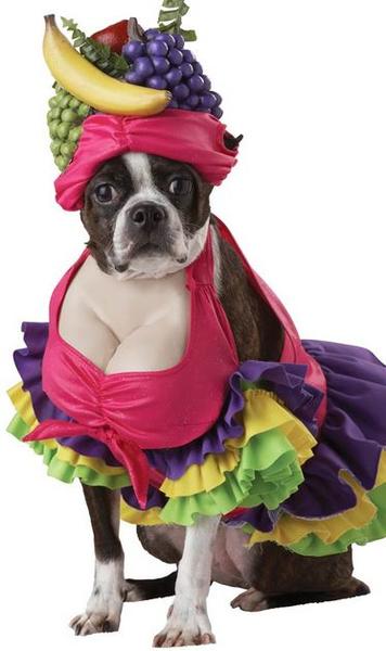 Funny dog pet halloween costume photos.JPG
