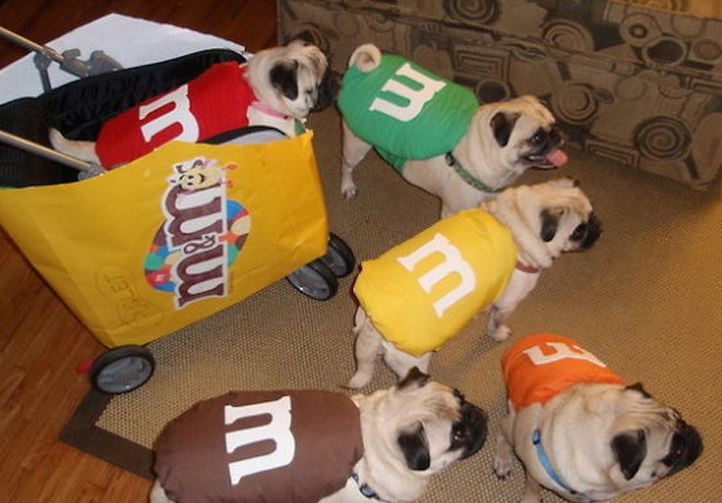 Funny pet dog halloween costumes with m and m costumes.JPG
