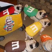 Funny pet dog halloween costumes with m and m costumes.JPG
