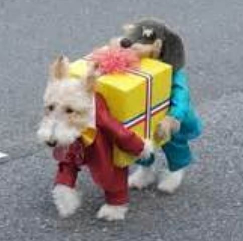Funny pet dogs customes perfect for halloween.JPG
