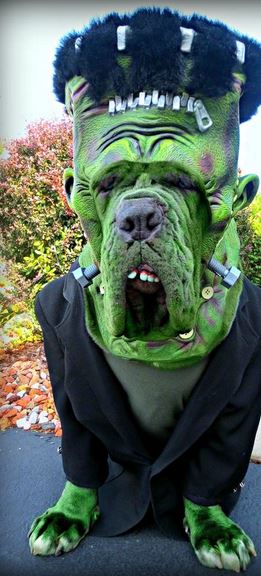 Scary pet dog halloween costume of Frankenstein.JPG
