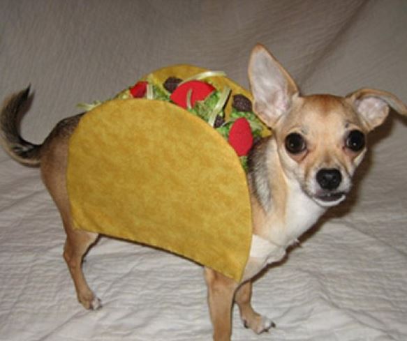 Taco pet dog halloween costume looking so funny.JPG
