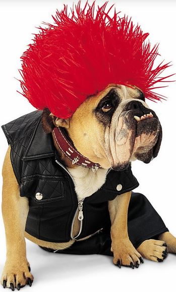 Cool funny halloween costumes for pet dog.JPG
