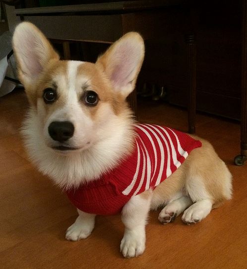 Welsh Corgi puppy with dog shirt.JPG
