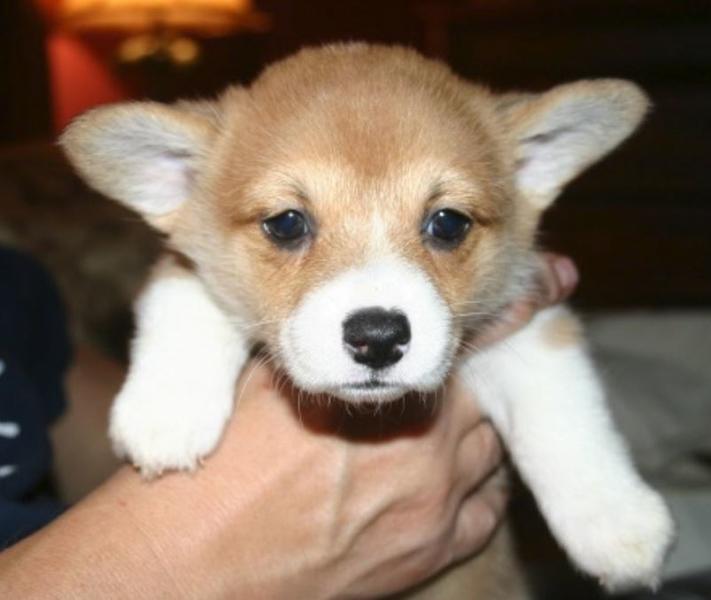 Cute dog face picture of welsh corgi puppy.JPG
