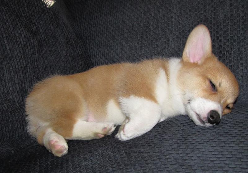 Cute sleeping puppy photo.JPG

