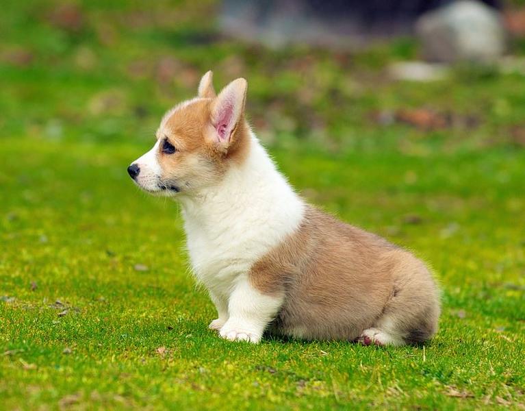 Dogs with short legs in tan and white and it is welsh corgi.JPG

