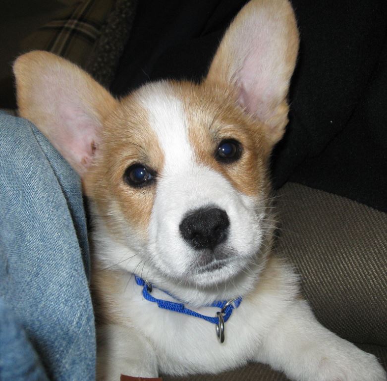 Long ears dog picture welsh corgi puppy in white tan.JPG
