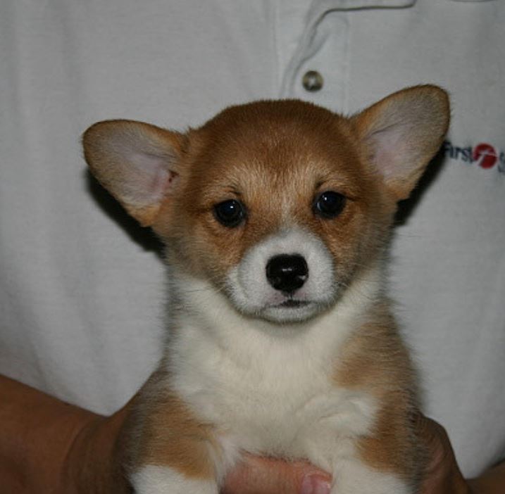 Cute tan cream puppy photo of welsh corgi dog.JPG

