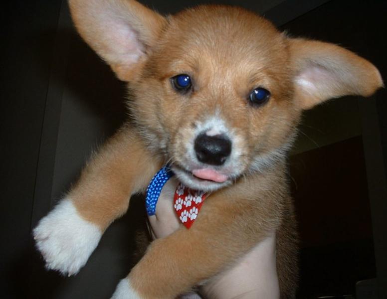 Adorable pup pictures of welsh corgi dog with big ears.JPG
