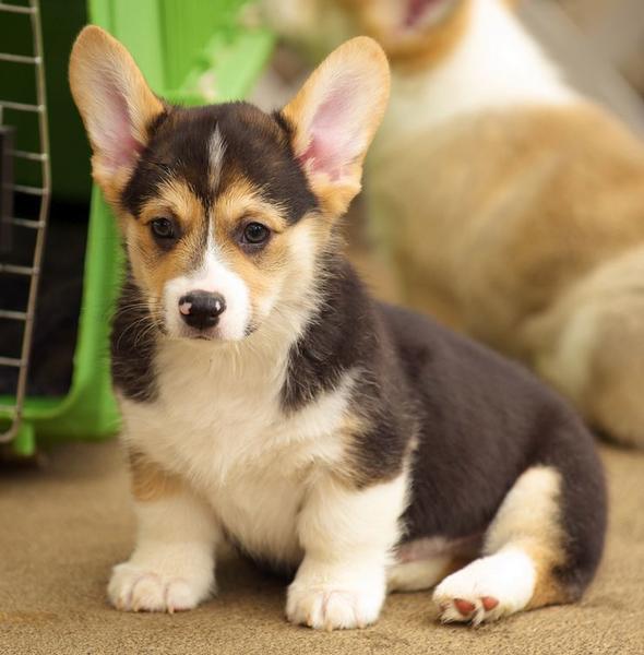 Short legged dogs picture of Welsh corgi with large ears.JPG
