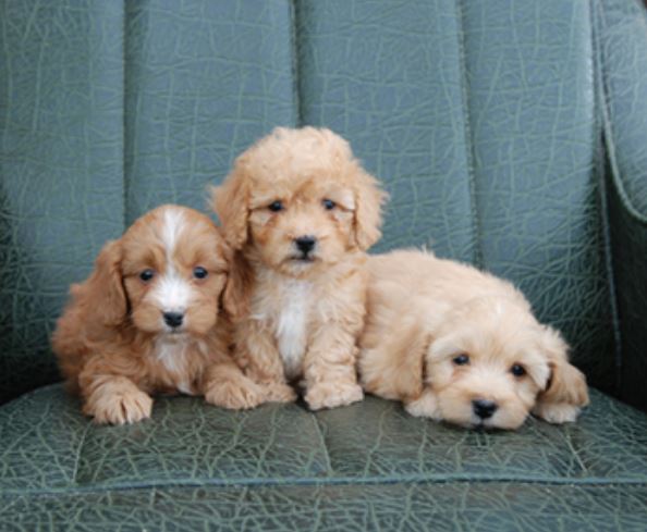 Light tan Lhasa Apso Toy Poodle Puppies picture.JPG
