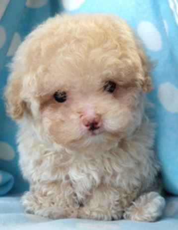 little cream toy poodle puppy image.JPG
