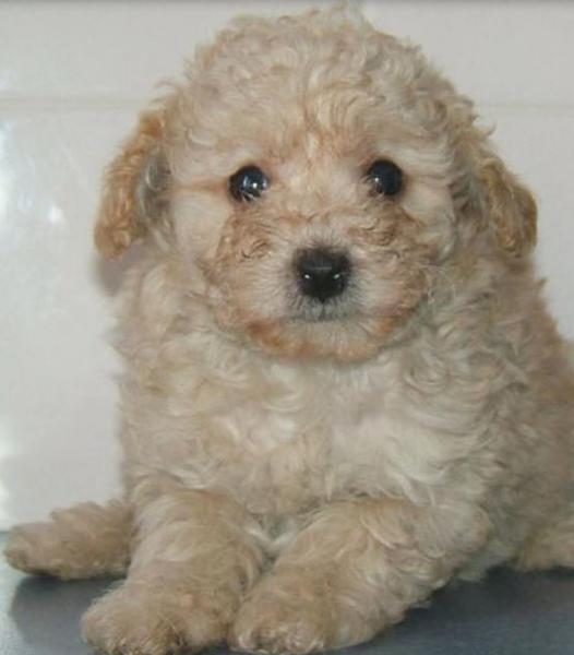 Matlese poodle puppy picture.JPG
