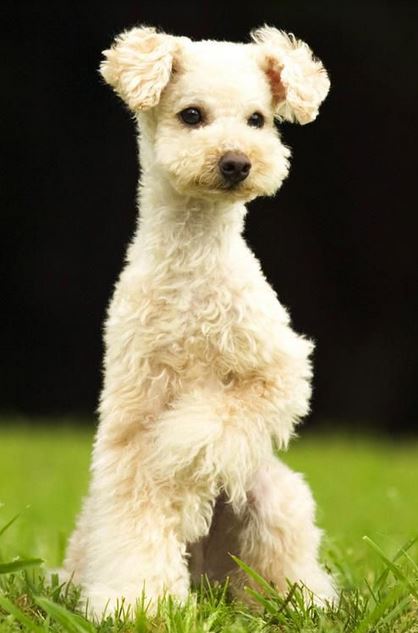 Mixed poodle dog picture.JPG
