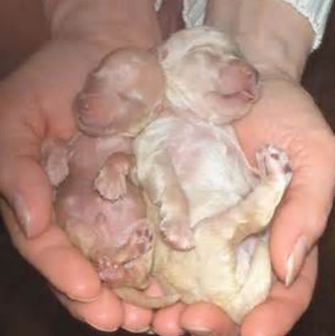 Newborn teacup poodles.JPG
