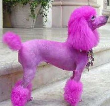Purple poodle dog picture.JPG
