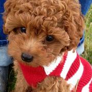 Red curly hair puppy picture of poodle dog.JPG
